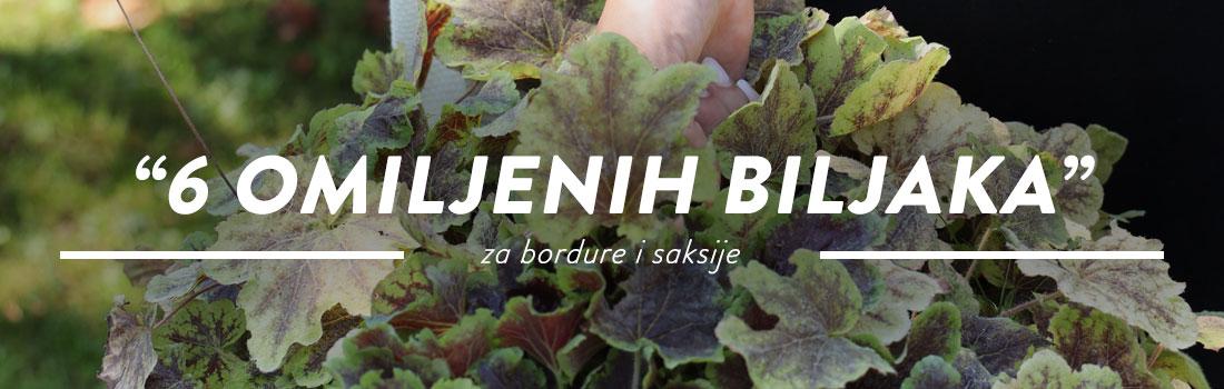 mainBanner