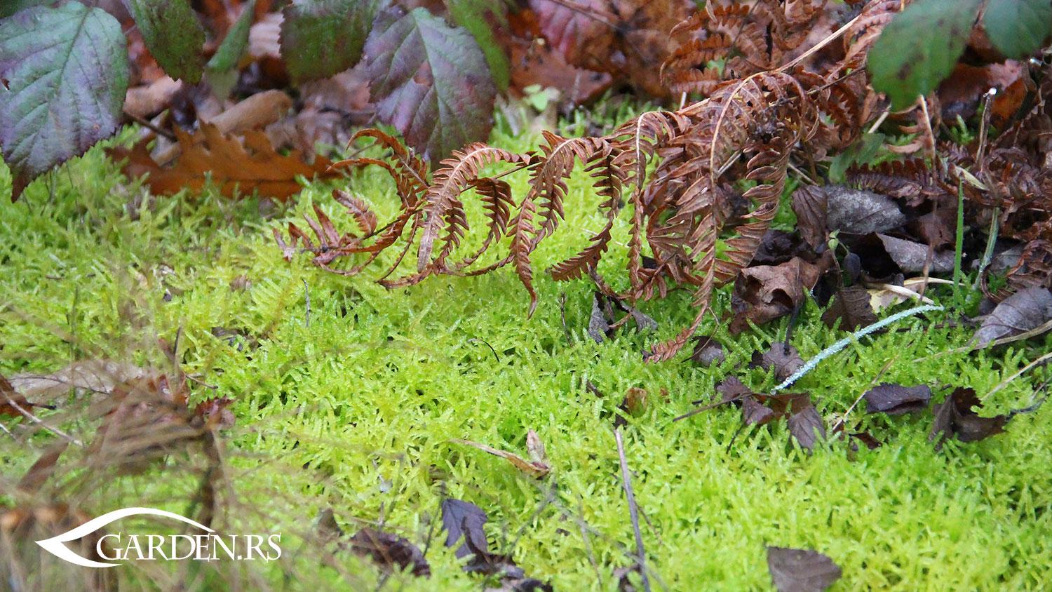 Dvorište u decembru - priprema koja daje rezultate