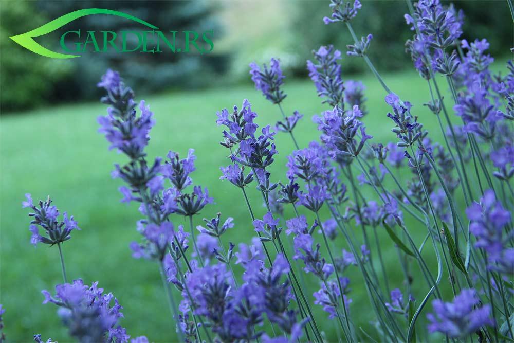 Orezivanjе lavande - kako da vam lavanda uvek bude “Mlada i lepa”