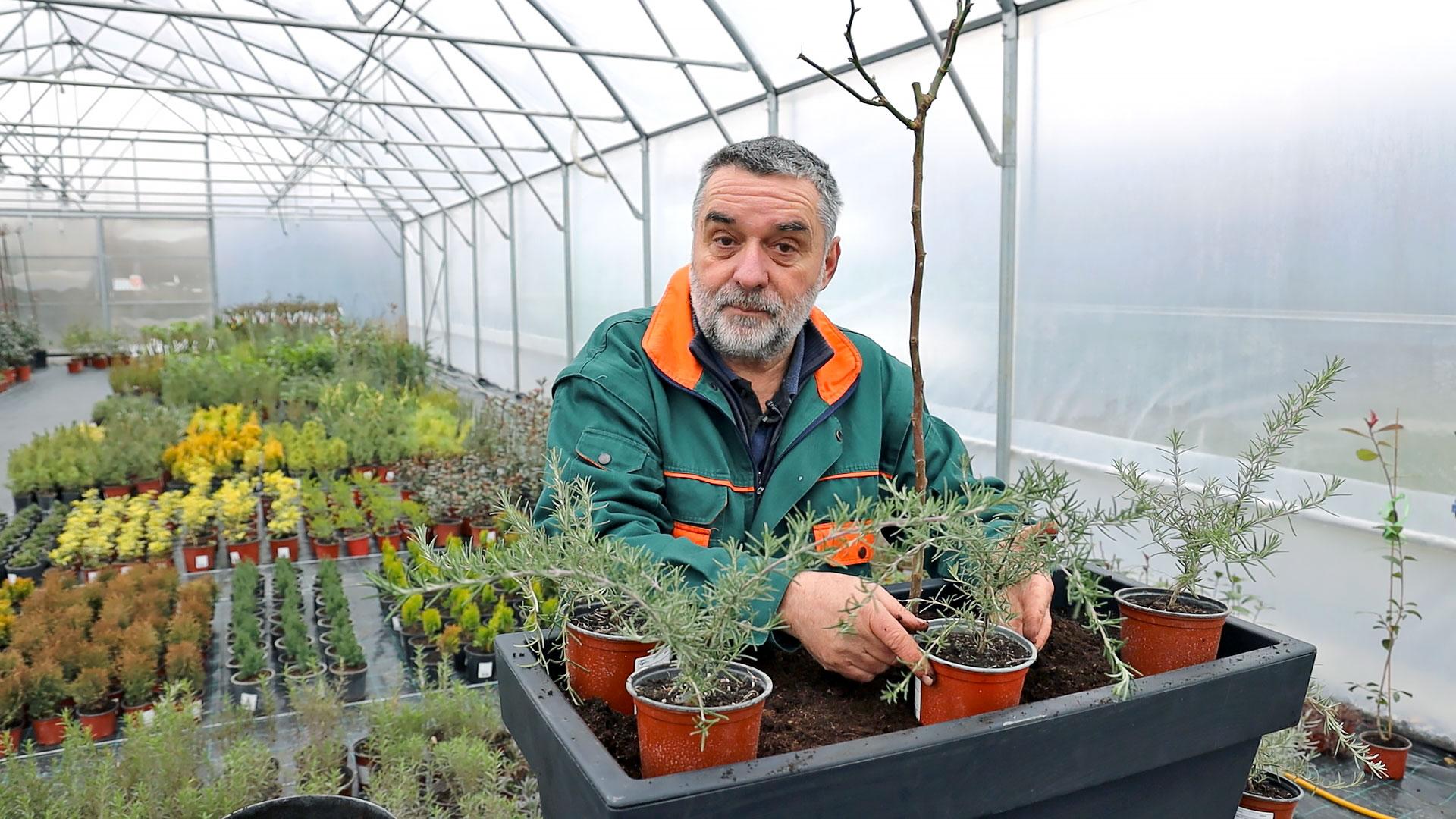 Ruža i ruzmarin - savršena kombinacija za žardinjeru