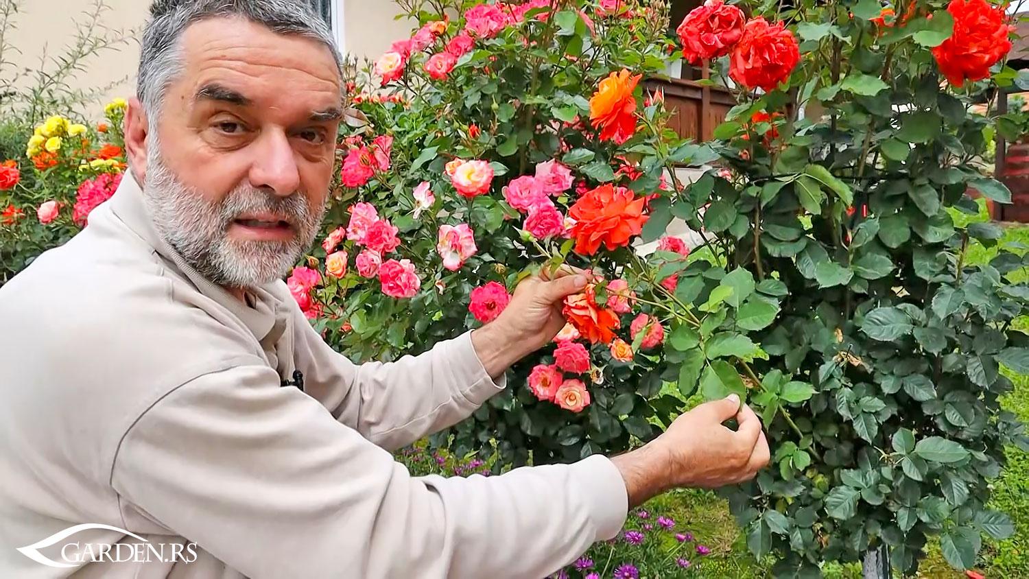 Ruže u proleće: kako pravilno posaditi i negovati ruže