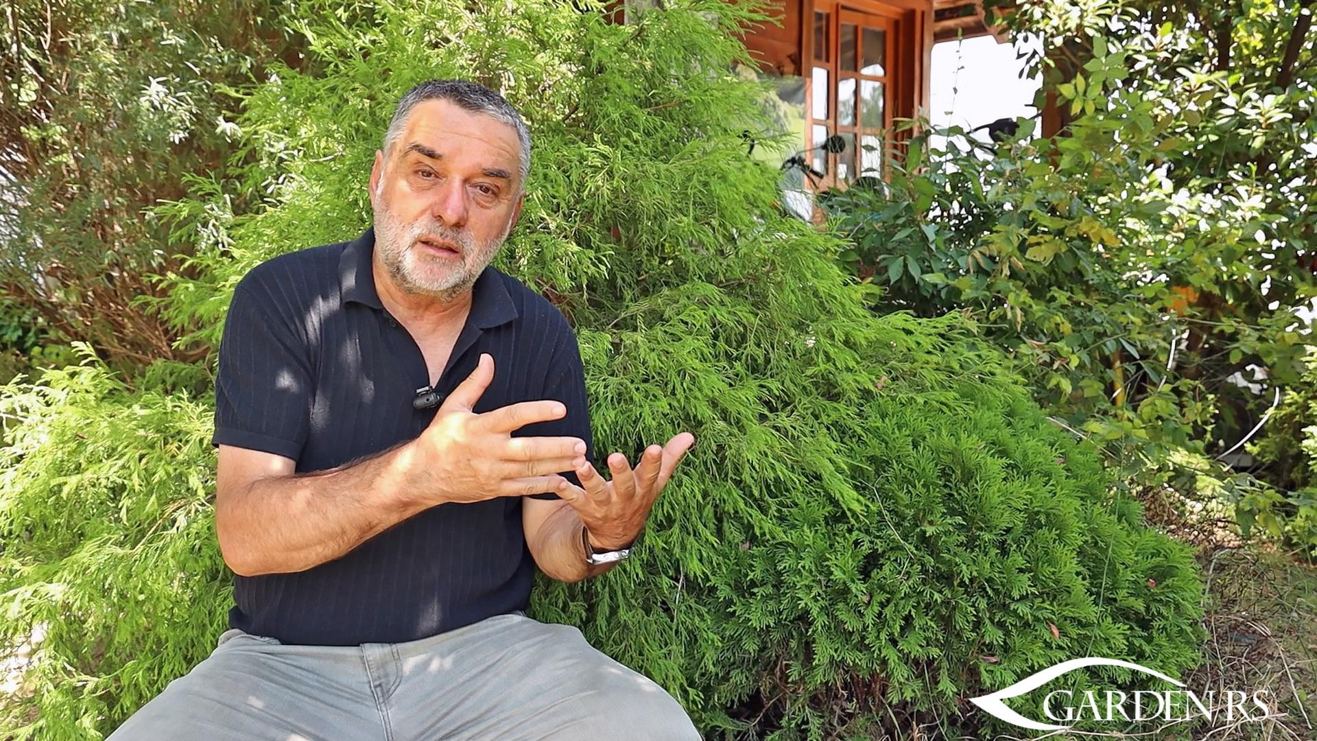 Živa ograda: kako pravilno planirati sadnju