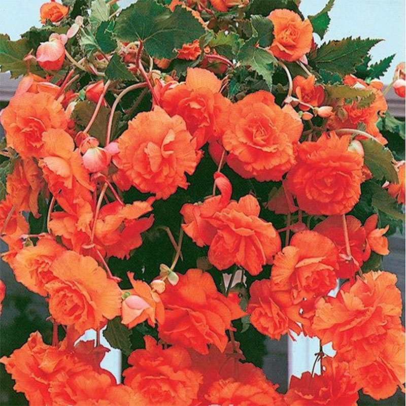 Begonija Cascade Orange