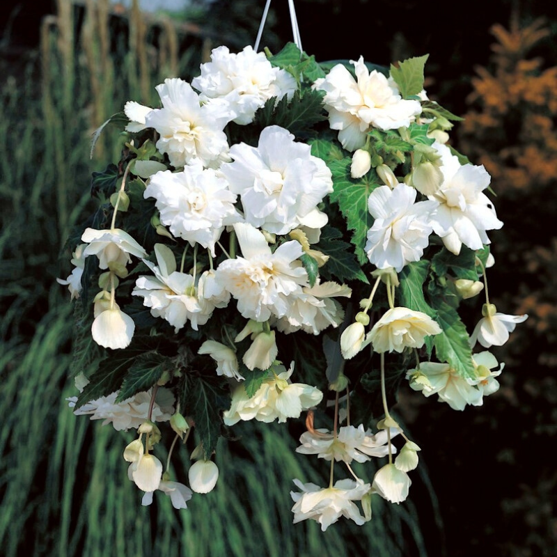 Begonija Cascade White