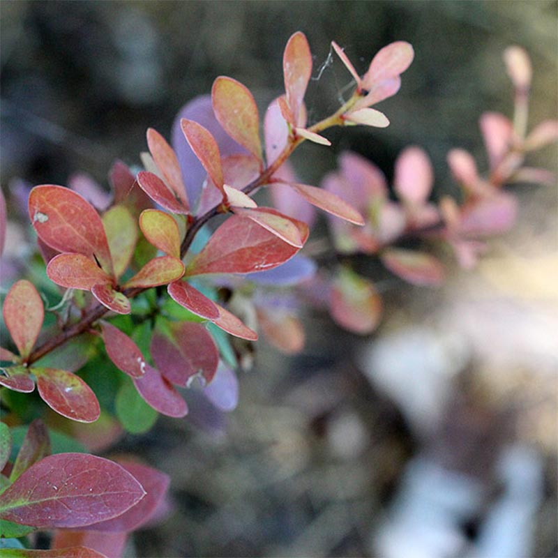 Berberis  `Athropurpurea`