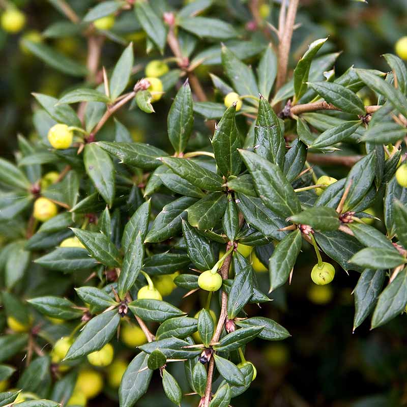 Berberis candidula