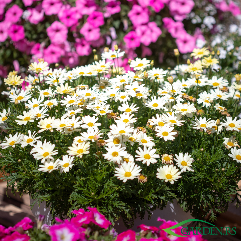 Blagodar cvetni paket