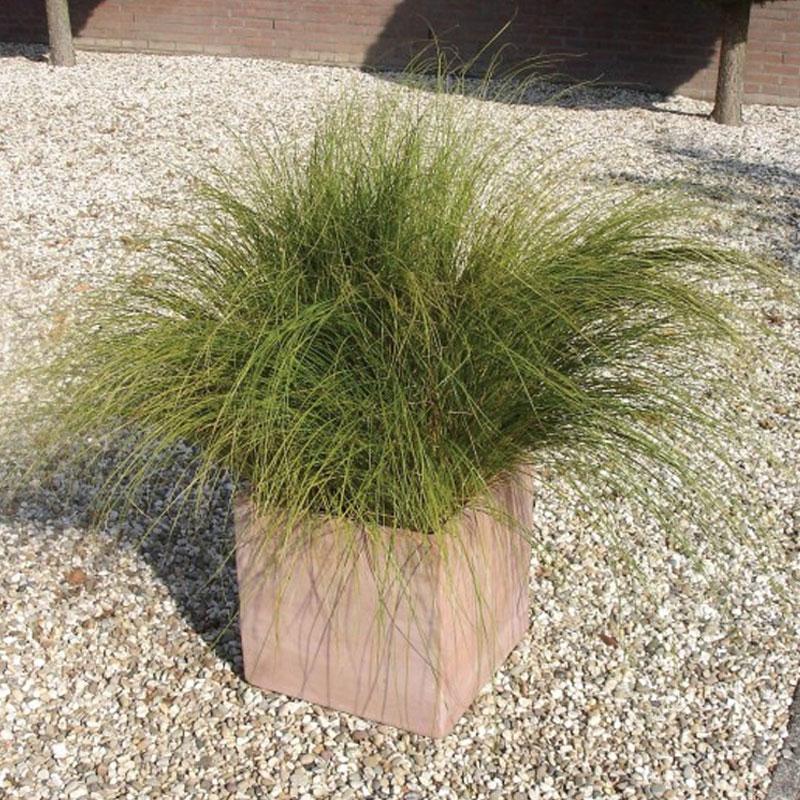 Carex howardii Phoenix Green