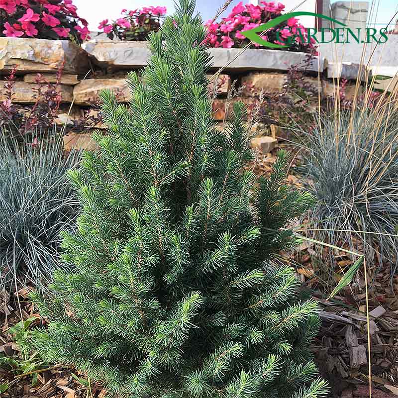 Conika-Picea glauca  `Conica`