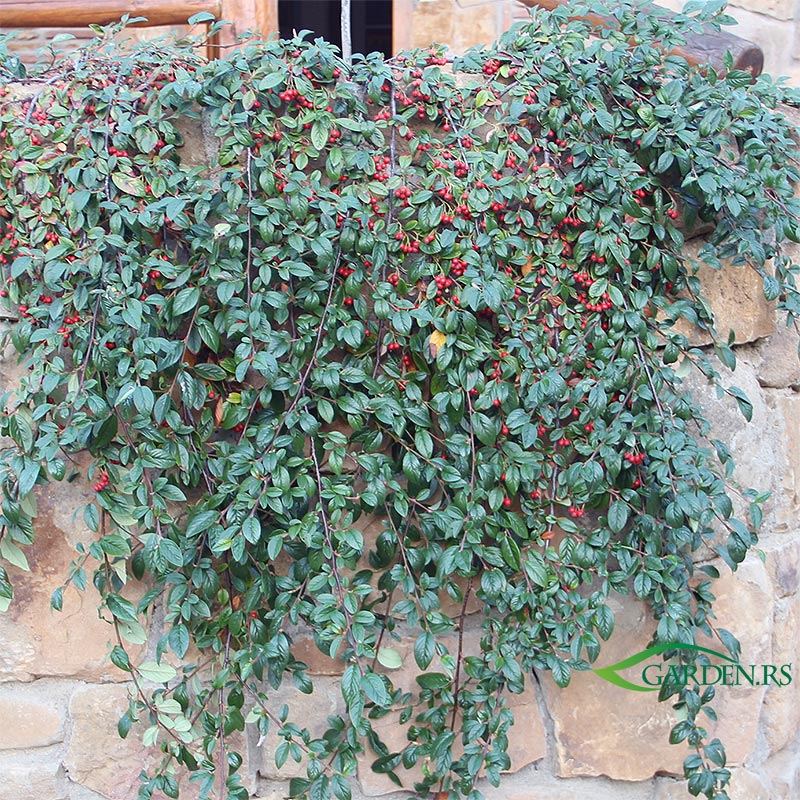 Cotoneaster