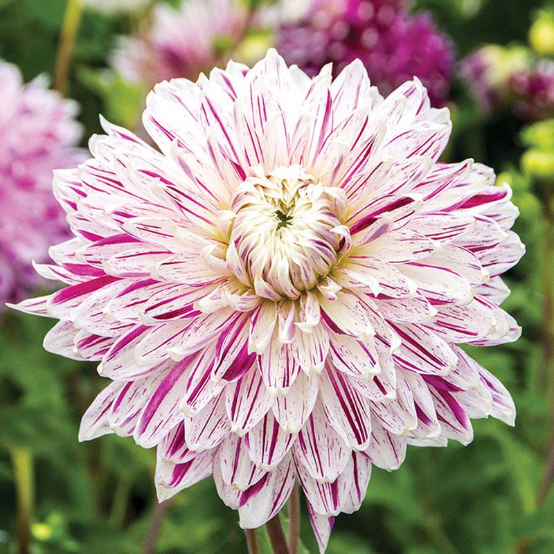 Dahlia Avignon