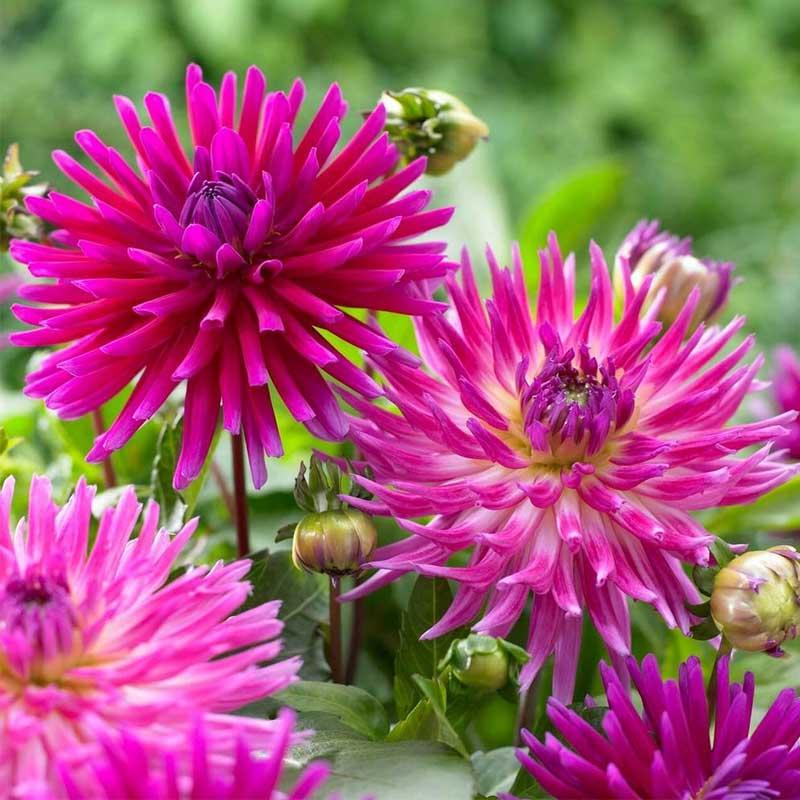 Dahlia Cactus Purple Gem