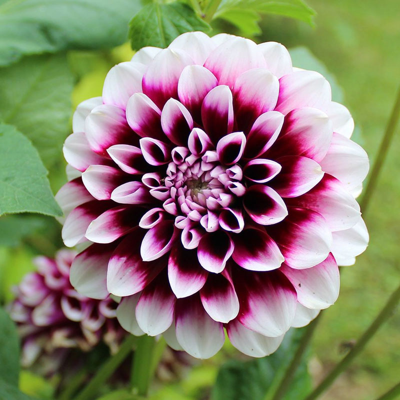 Dahlia D. Edinburgh