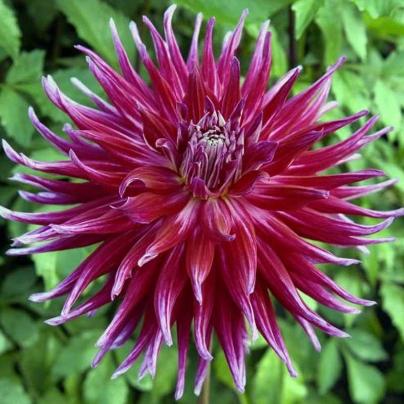 Dahlia Grand Finale