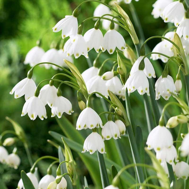 Dremovac Leucojum aestivum