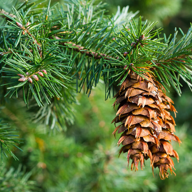 Duglazija-Pseudotsuga menziesii