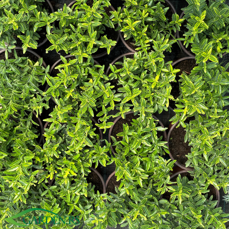 Evonimus Emerald Green