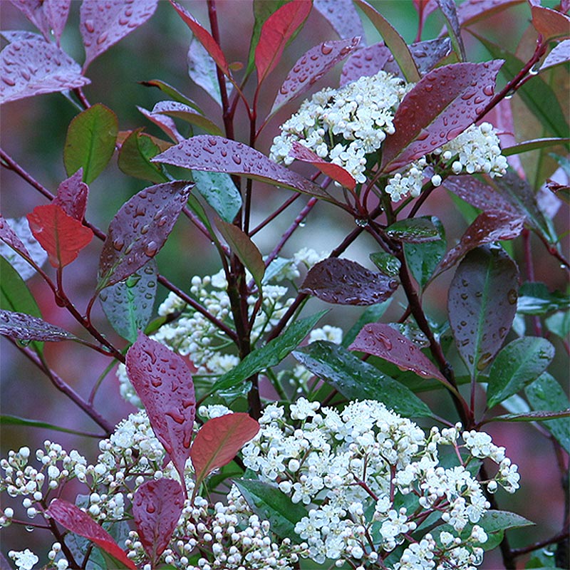 Fotinija-photinia