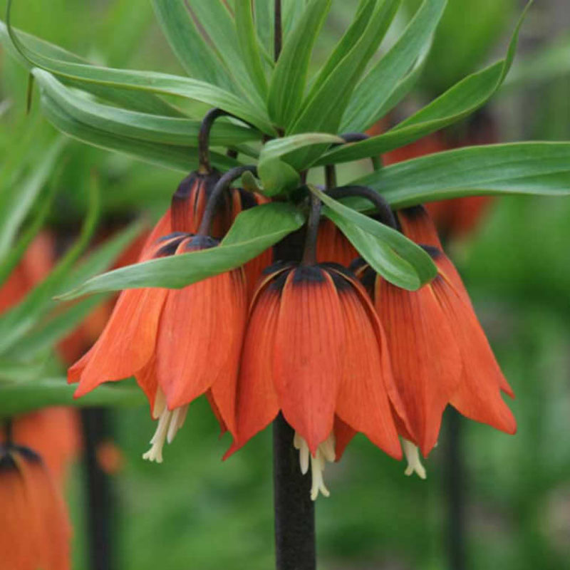 Fritilarija crvena- Fritillaria Maxima Rubra