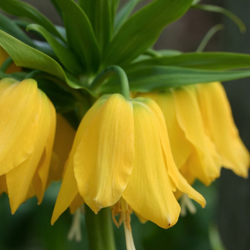 Fritilarija žuta- Fritillaria Lutea