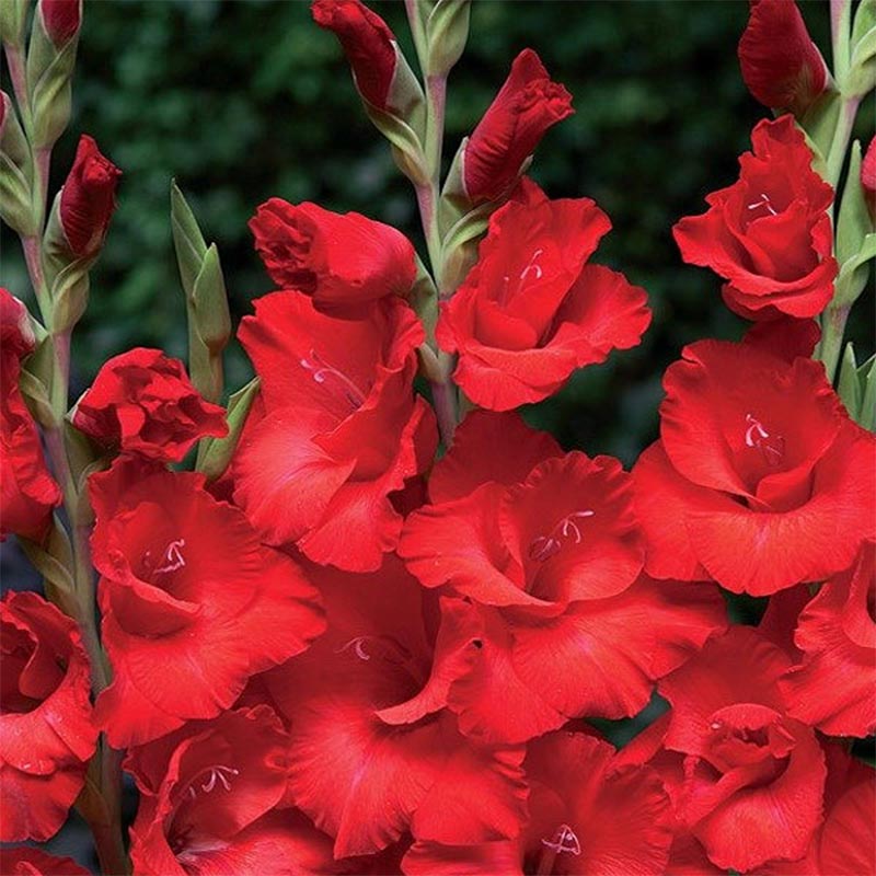 Gladiole Oscar