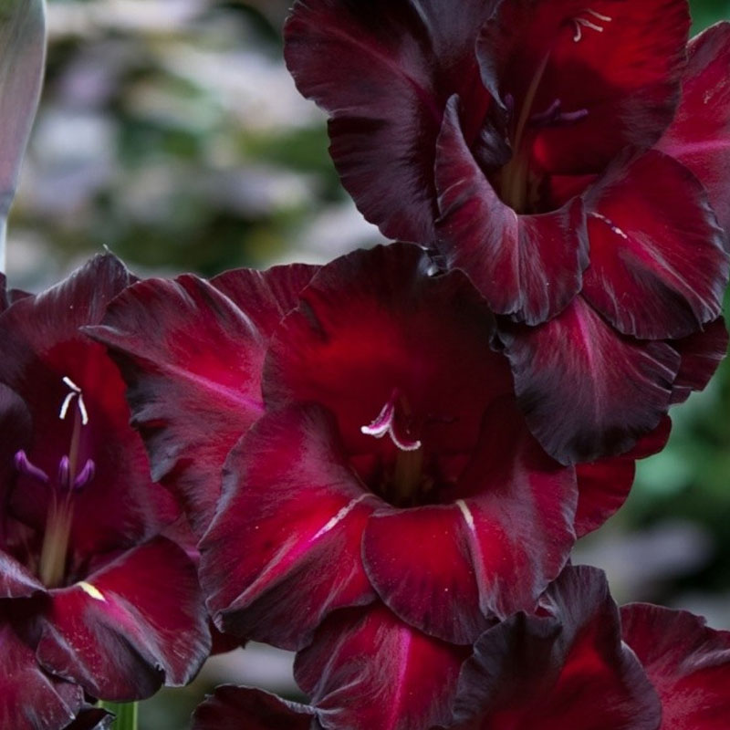 Gladiole Black Surprise