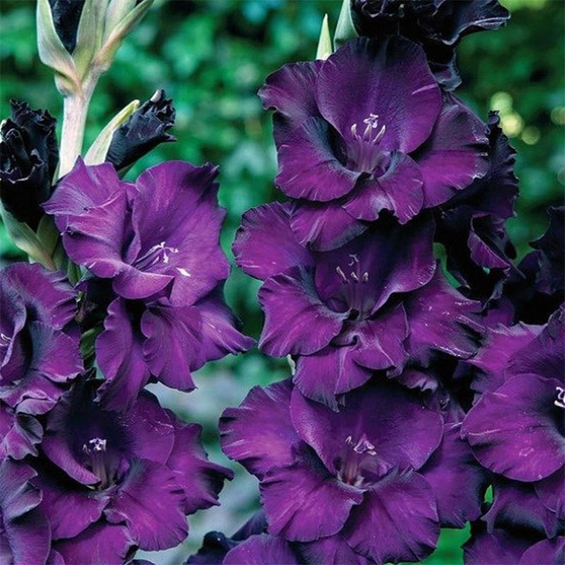 Gladiole Purple Flora