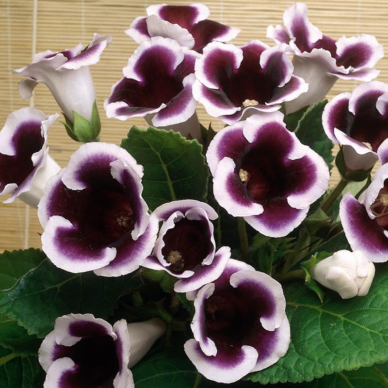 Gloxinia Kaiser Wilhelm