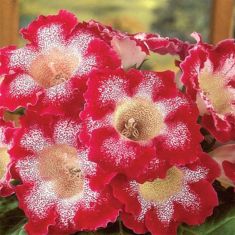 Gloxinia Tigrina Red