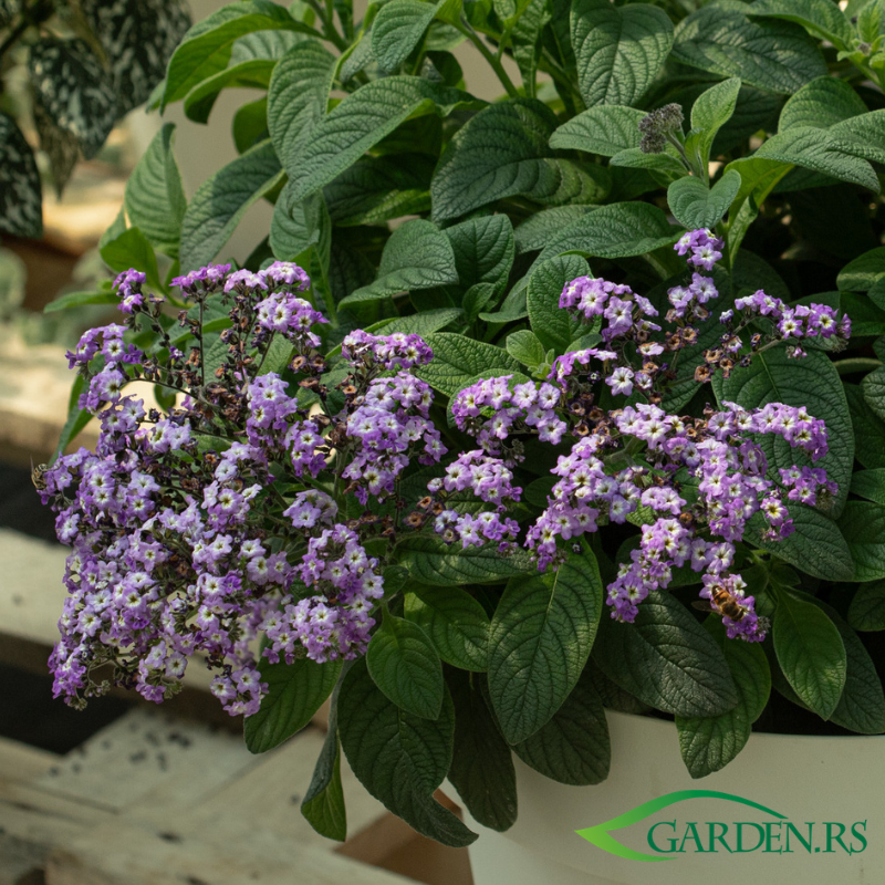 Heliotropium vanila biljka