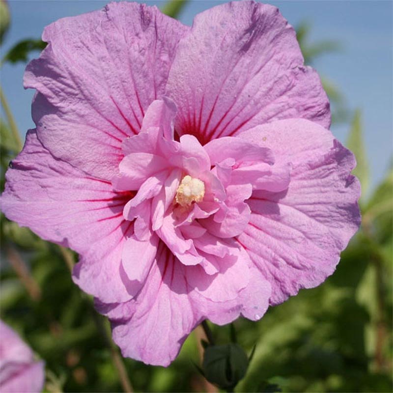 Hibiskus-Sirijska ruža