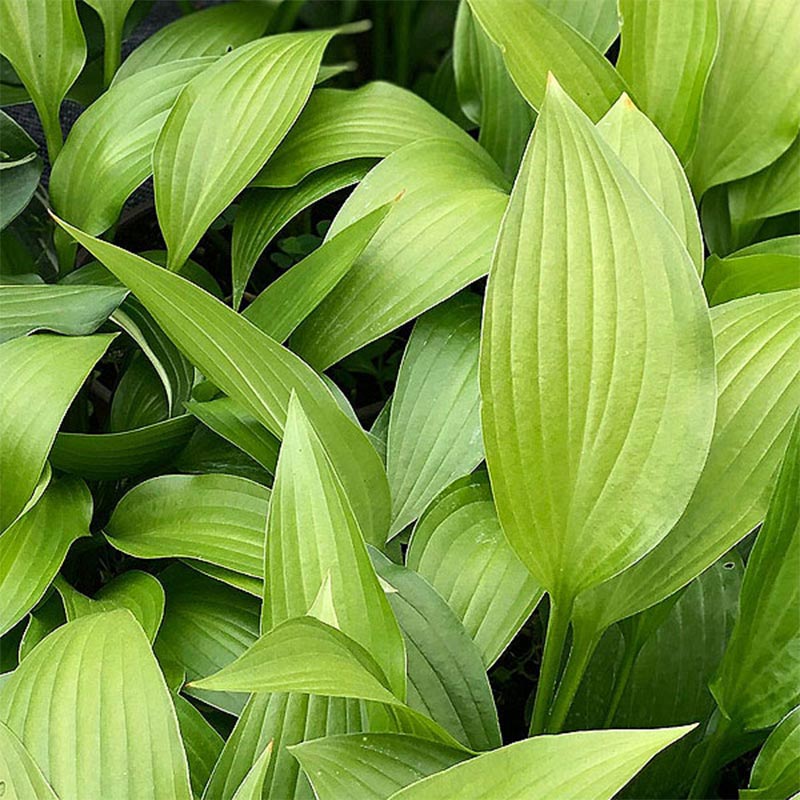 Hosta