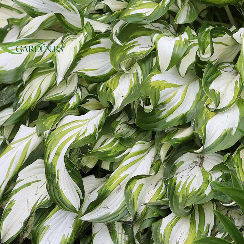 Hosta šarenolisna