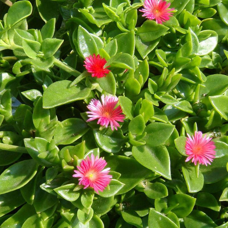 Jadranska lepotica zelena