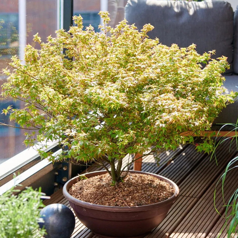 Japanski javor - Mala princeza