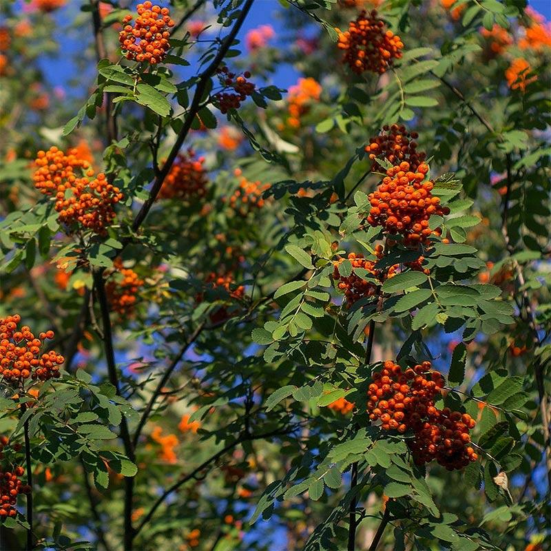 Jarebika Sorbus