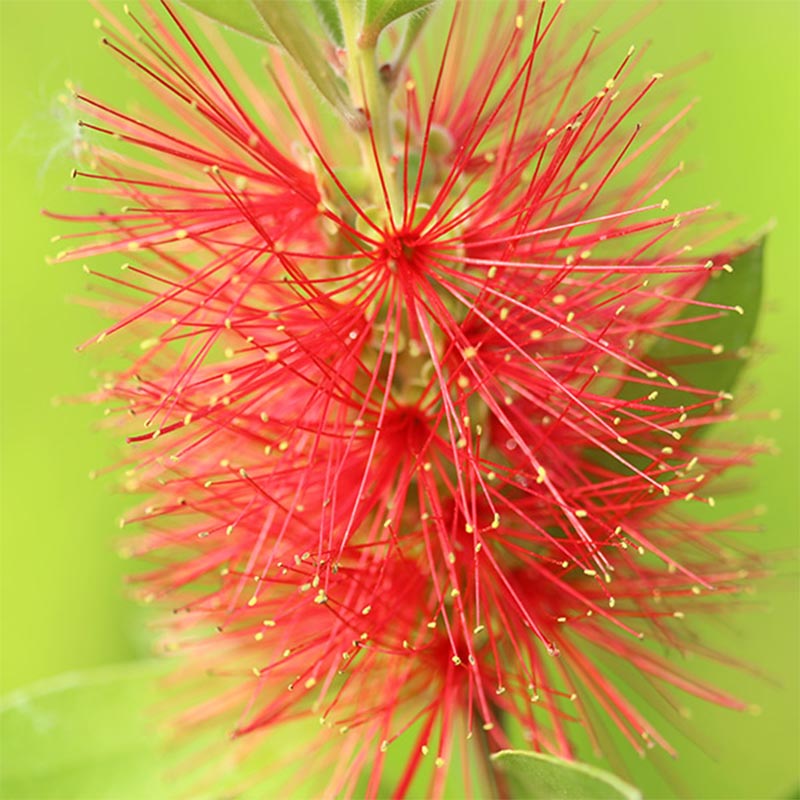 Kalistemon