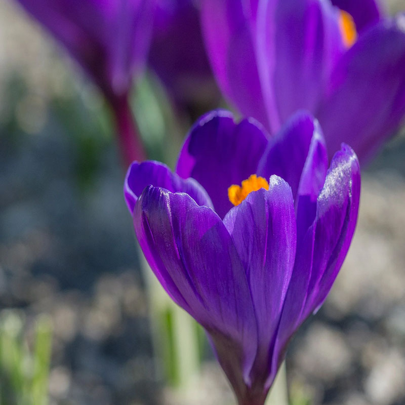 Krokus ljubičasti- Flower record