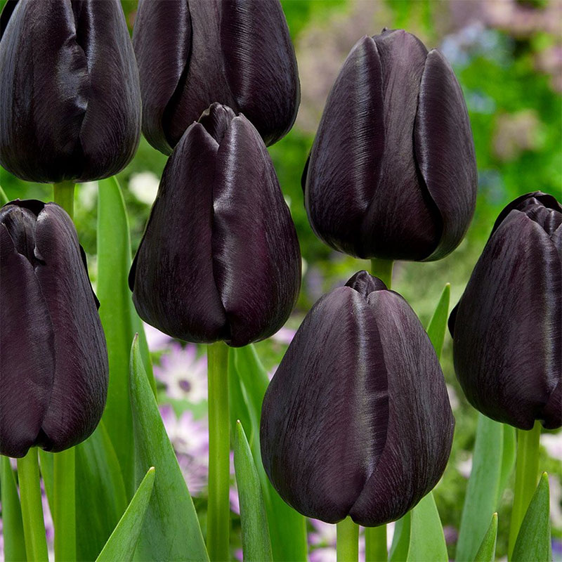 Lala Tulip Queen of Night