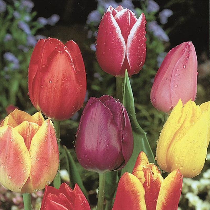 Lale Tulip Mix