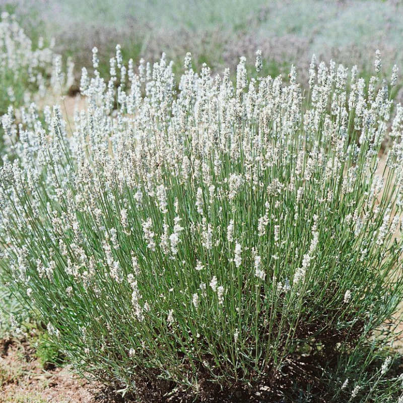 Lavanda bela