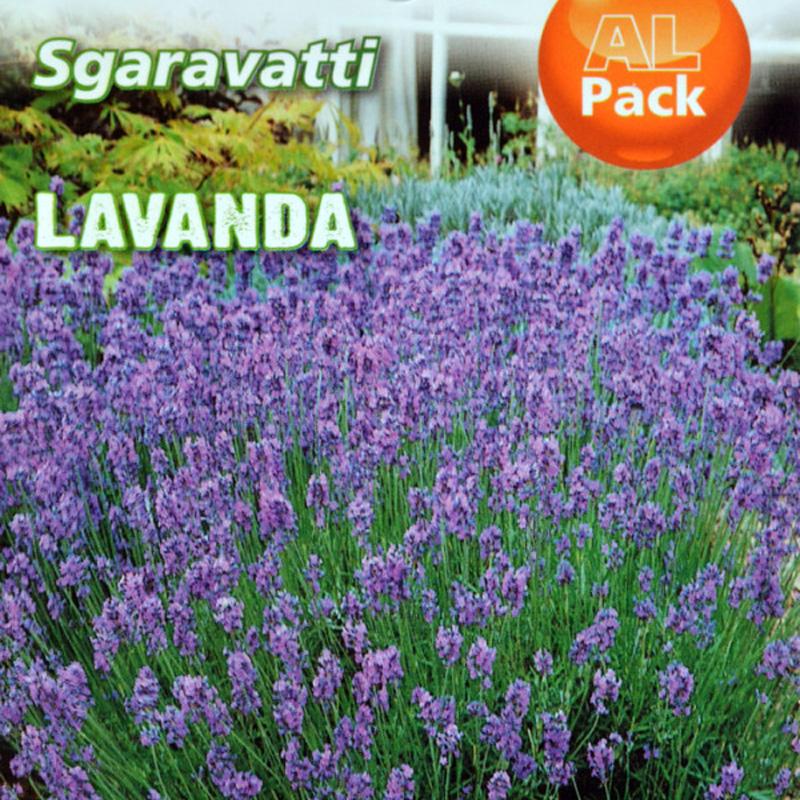 Lavanda seme