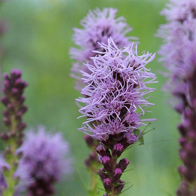 Liatris perena