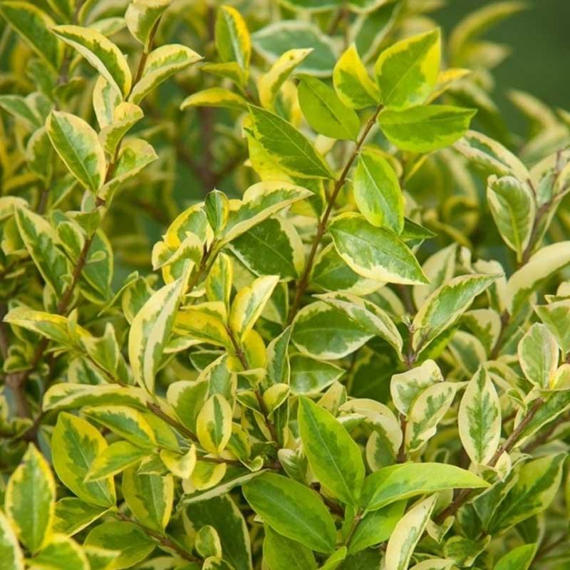 Ligustrum zlatni