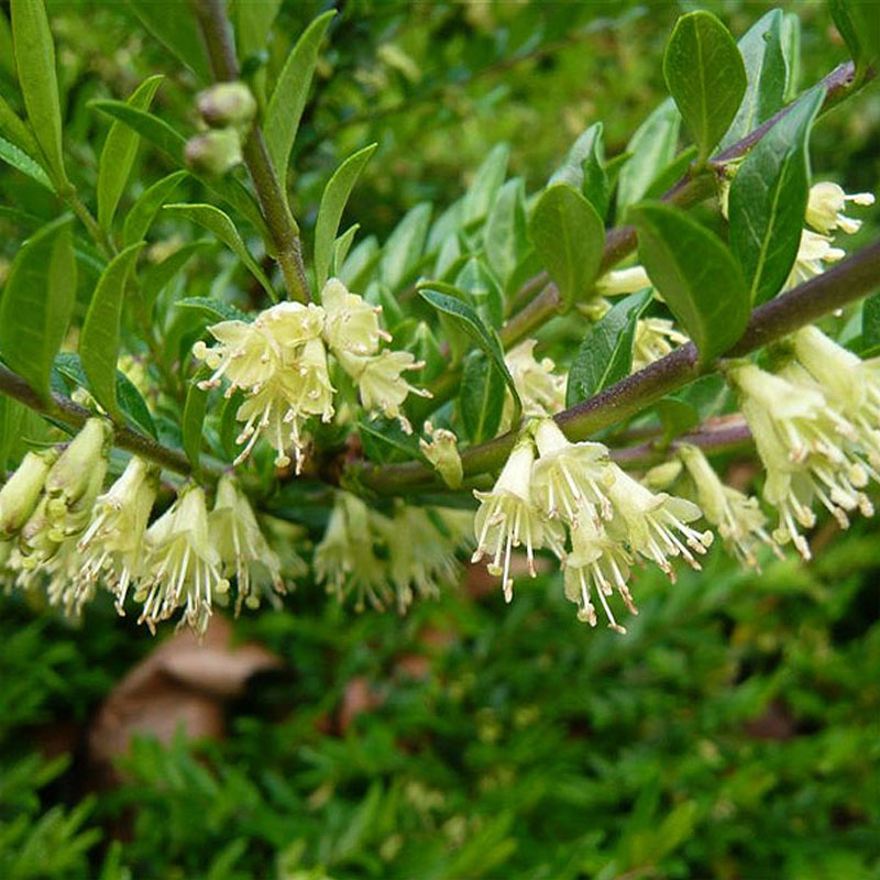 Lonicera nitida