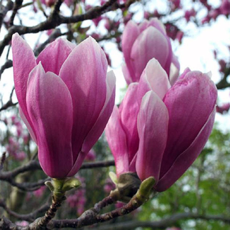 Magnolija