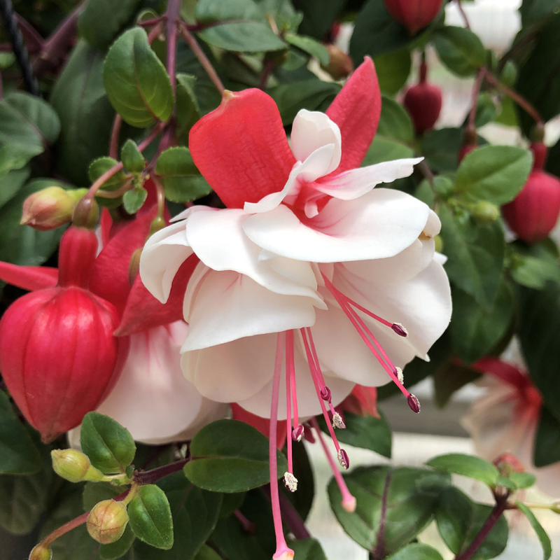 Mindjušica  crveno-bela dupla