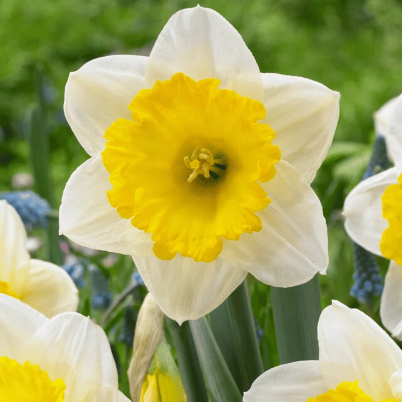 Narcis Ice Follies