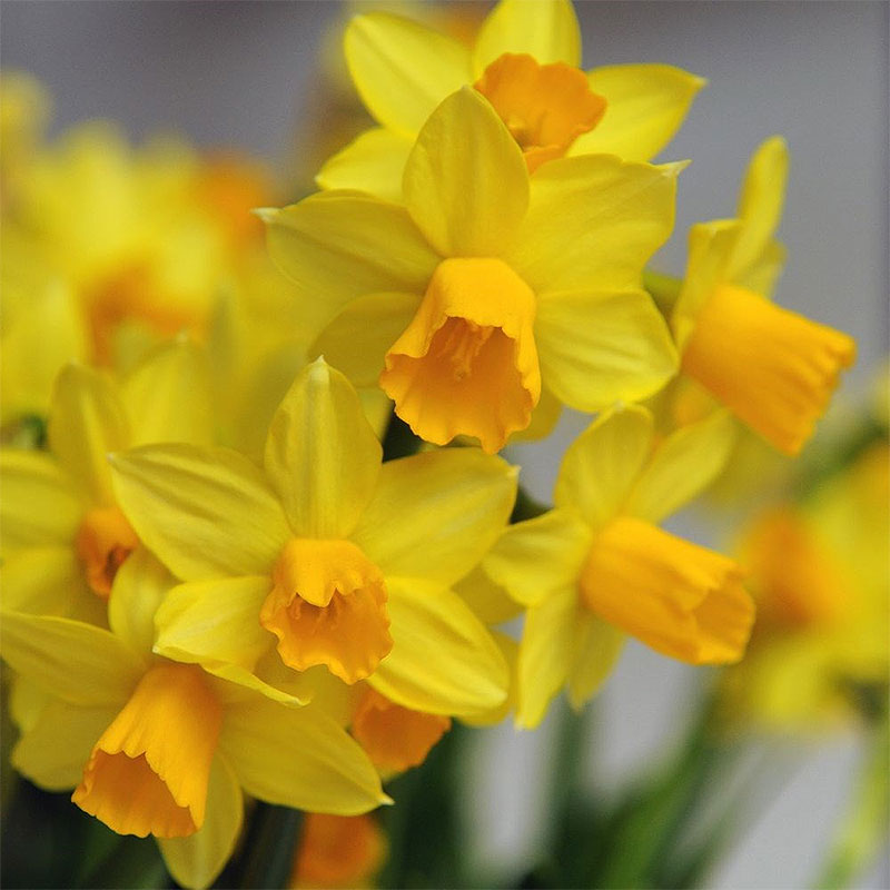 Narcis Narcissus Jetfire