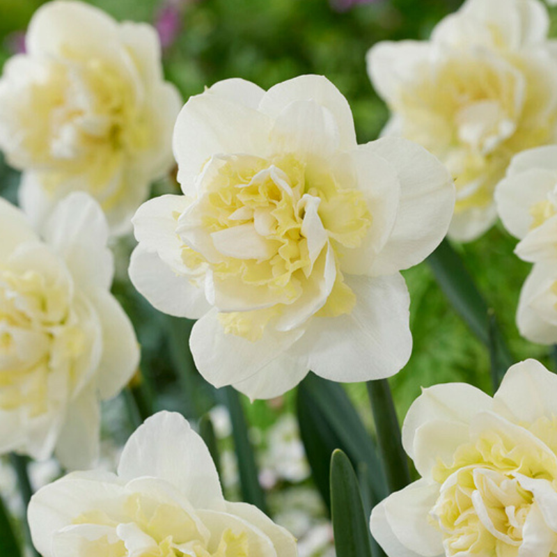 Narcis Snow Paradise